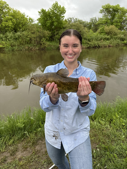Bullhead
