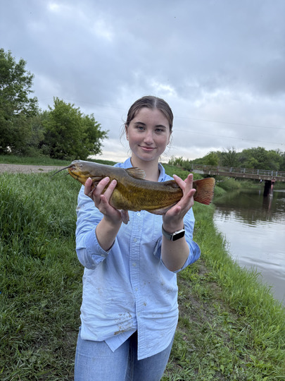 Bullhead