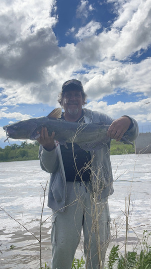 Channel Catfish