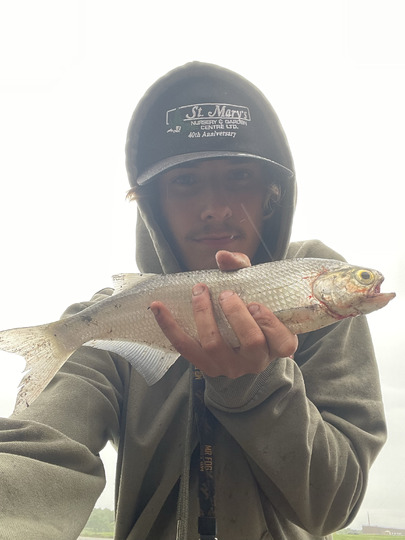 Goldeye