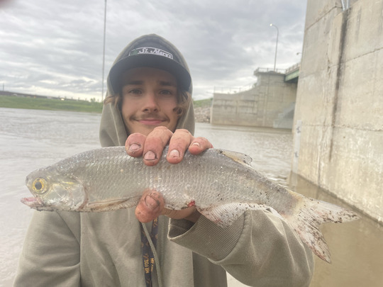 Goldeye