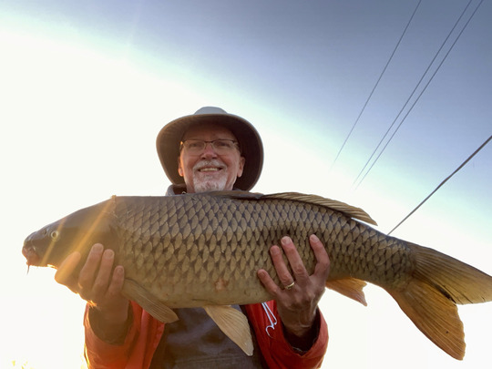 Common Carp