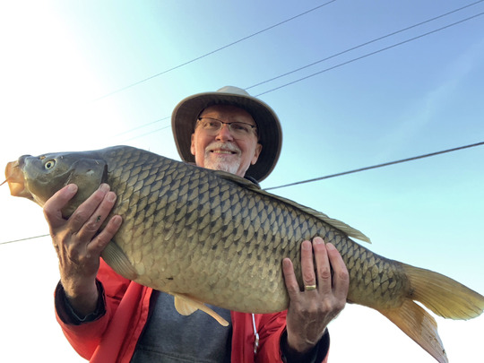 Common Carp