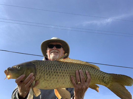Common Carp
