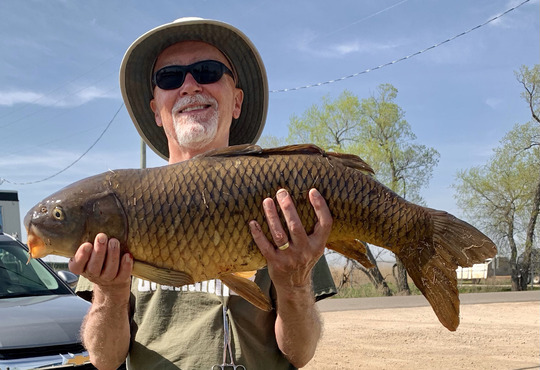 Common Carp
