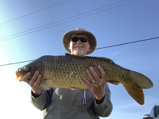 Common Carp