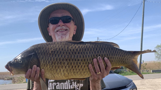 Common Carp