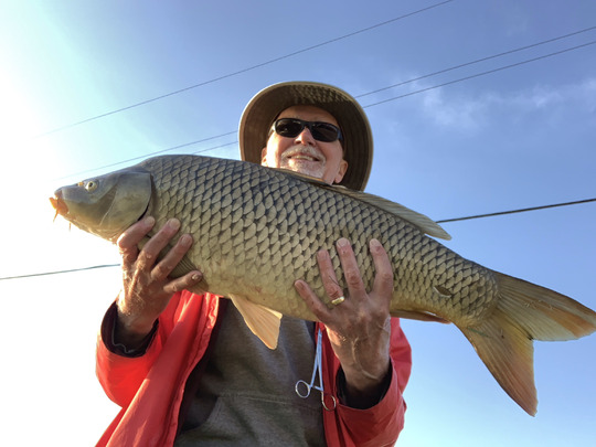 Common Carp