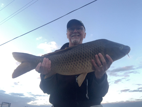Common Carp