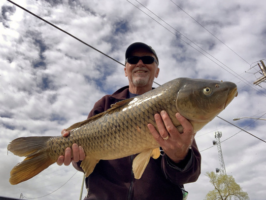 Common Carp