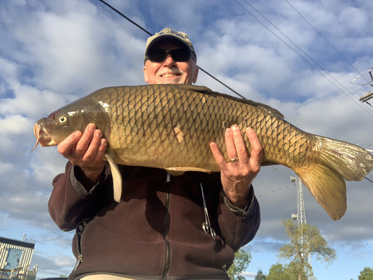 Common Carp