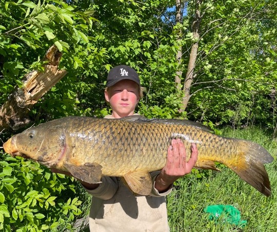 Common Carp