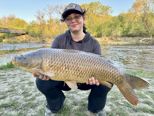 Common Carp