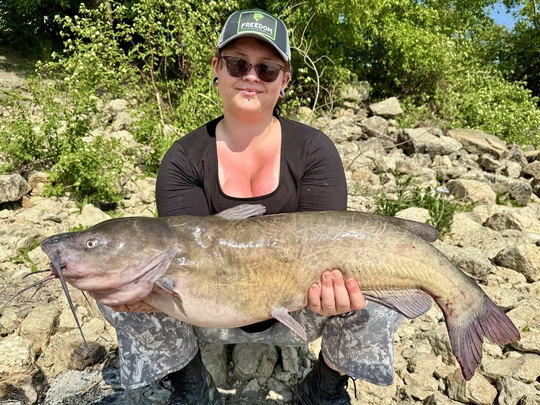 Channel Catfish