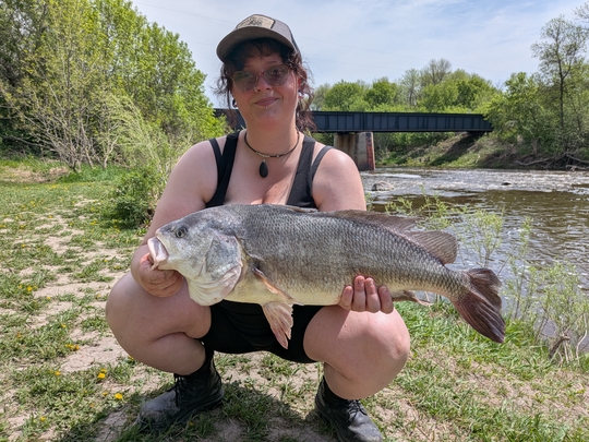 Freshwater Drum