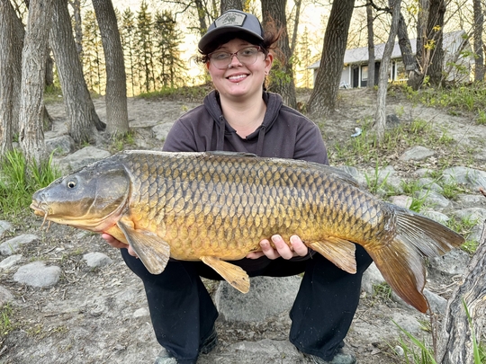 Common Carp