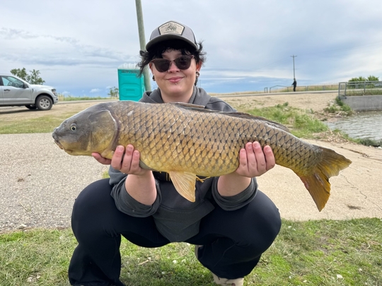 Common Carp