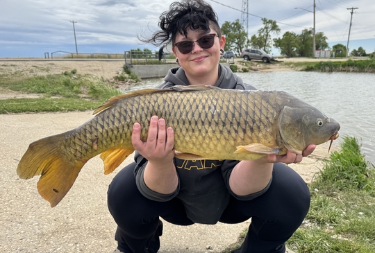 Common Carp