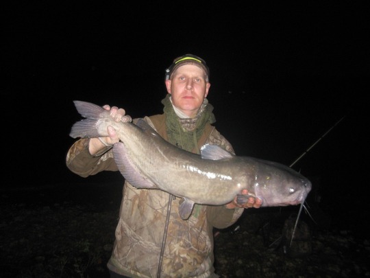 Channel Catfish