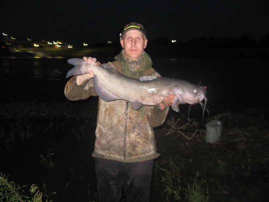 Channel Catfish