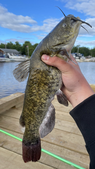 Bullhead