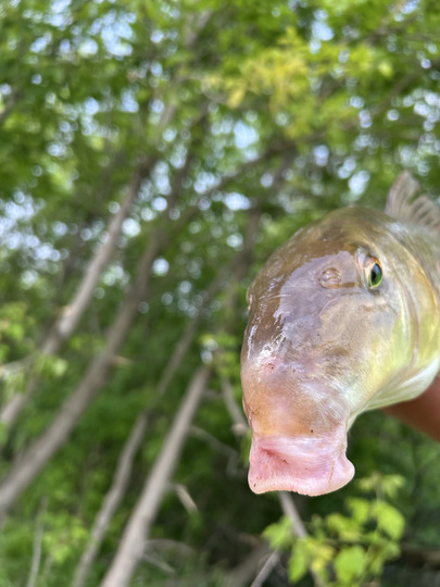 Sucker