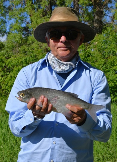 Goldeye