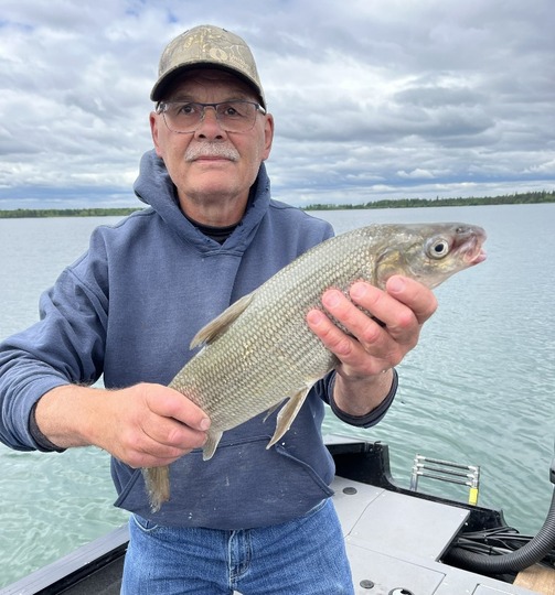 Lake Whitefish