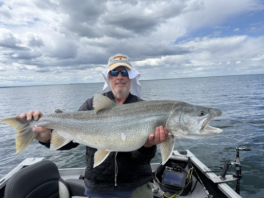Lake Trout
