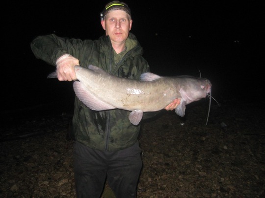 Channel Catfish