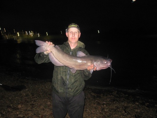 Channel Catfish