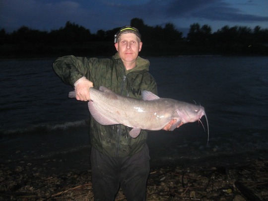Channel Catfish