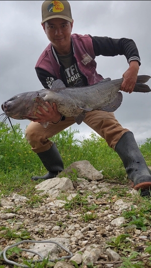 Channel Catfish
