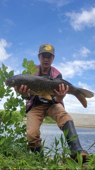 Common Carp