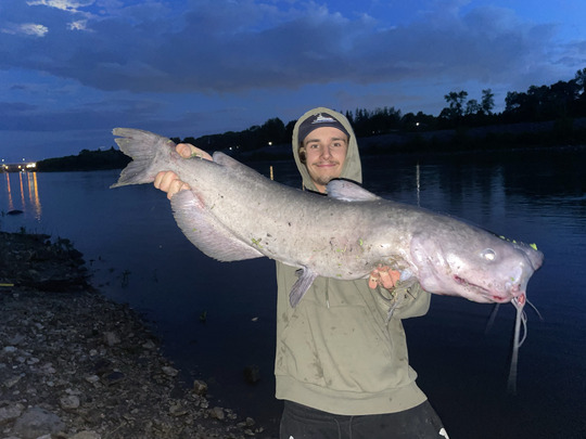 Channel Catfish