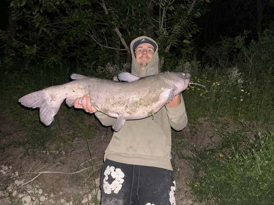 Channel Catfish
