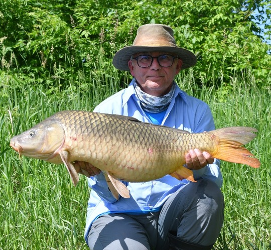Common Carp