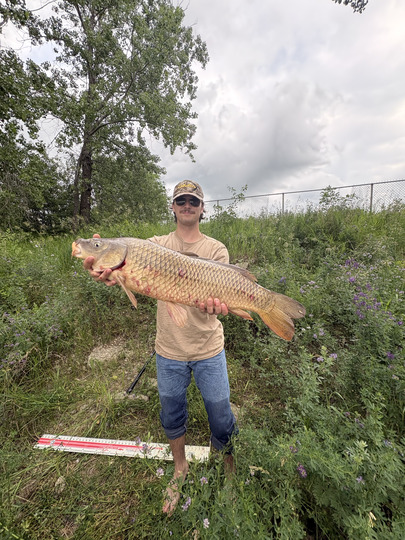 Common Carp