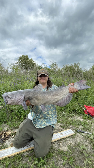 Channel Catfish