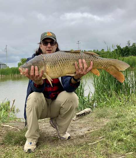 Common Carp