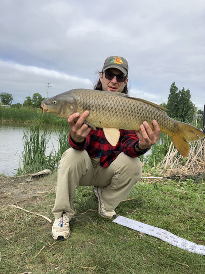 Common Carp
