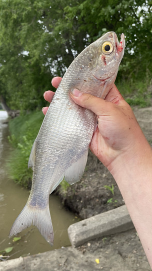 Goldeye
