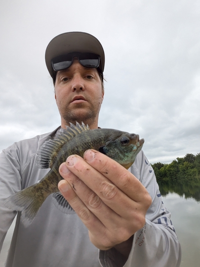 Sunfish