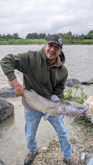 Channel Catfish