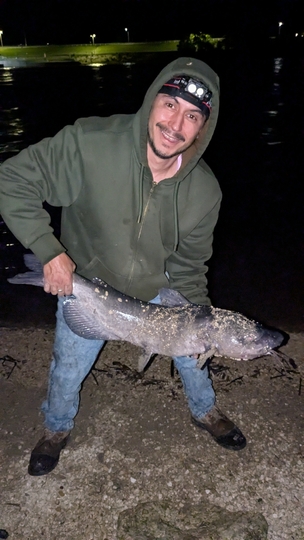 Channel Catfish