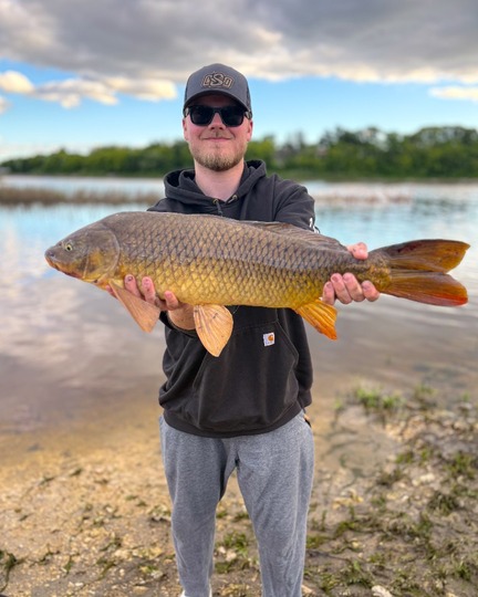 Common Carp