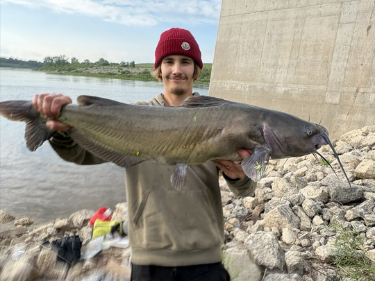 Channel Catfish