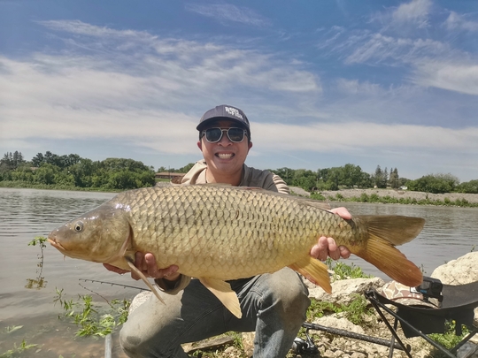 Common Carp
