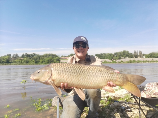 Common Carp