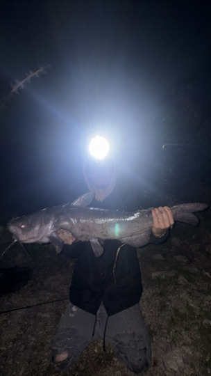 Channel Catfish